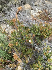 Epacris serpyllifolia