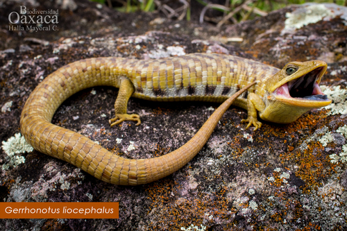 Wiegmann's alligator lizard
