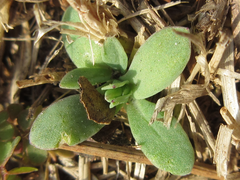 Holosteum umbellatum