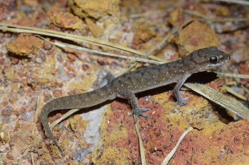 Nyika Gecko
