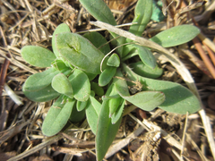 Holosteum umbellatum