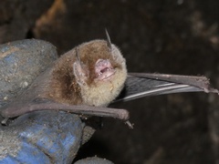 Pteronotus fulvus