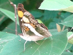 Doxocopa laure laure