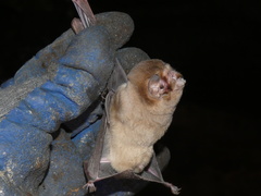 Mormoops megalophylla