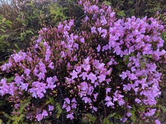 Rhododendron farrerae