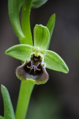 Ophrys bornmuelleri