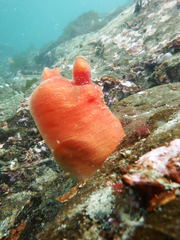 Halocynthia aurantium