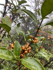 None known (Diplospora dubia)