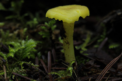 Chrysomphalina grossula