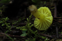 Chrysomphalina grossula