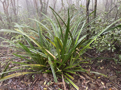 Pandanus austrosinensis