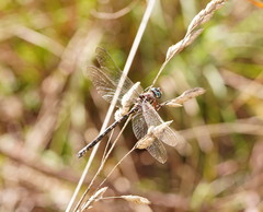 Austroaeschna subapicalis
