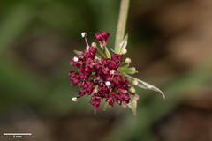 Lomatium hooveri