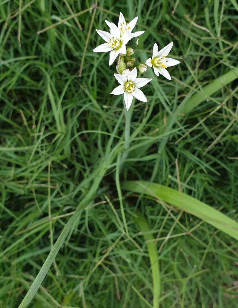 Onion Weed from Sydney NSW, Australia on March 10, 2021 at 0555 PM by