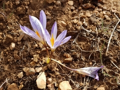 Crocus damascenus