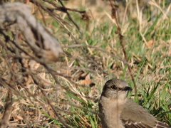 Mimus polyglottos
