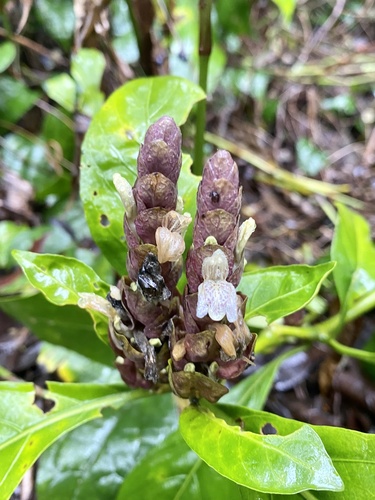 Justicia ventricosa, photograph 5