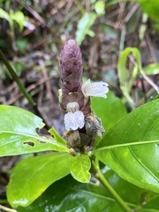 Justicia ventricosa