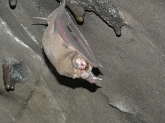 Mormoops megalophylla