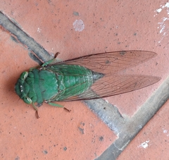 Dundubia