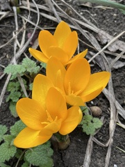 Crocus flavus flavus