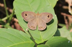 Ypthima