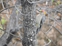 Melanerpes aurifrons