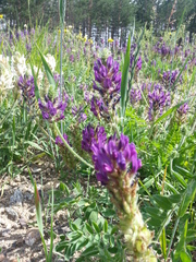 Oxytropis sylvatica
