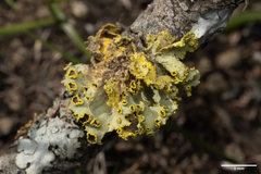 Vulpicida canadensis