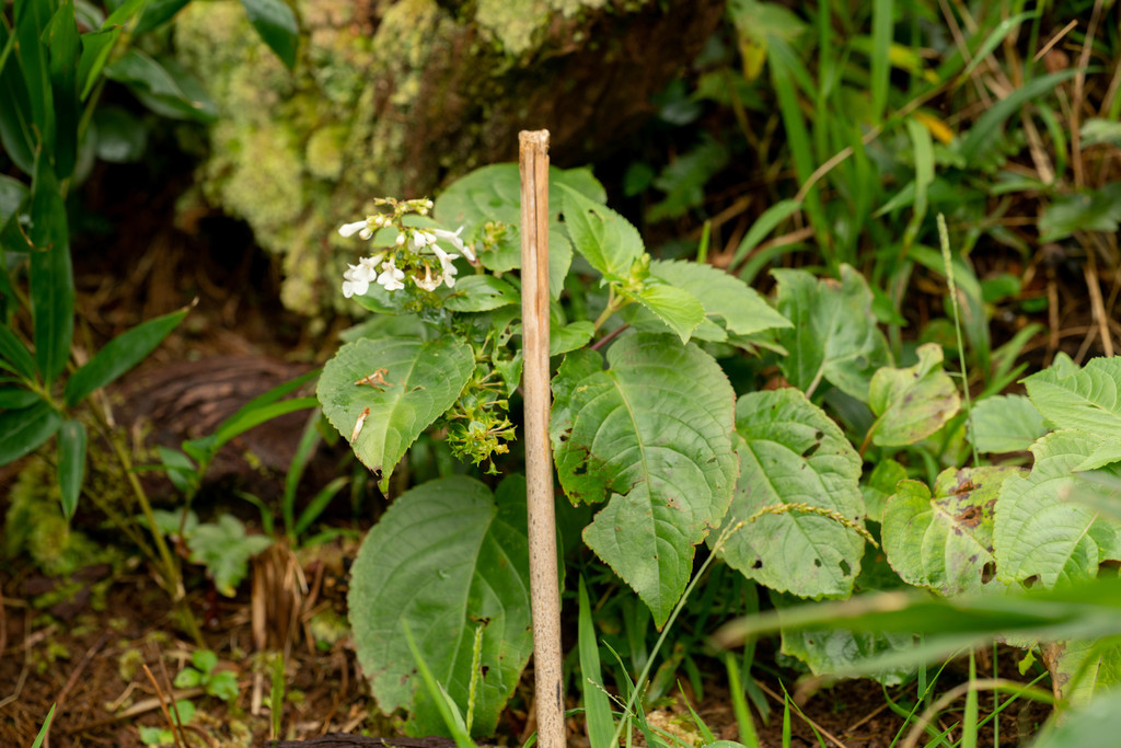 Phyllostegia glabra