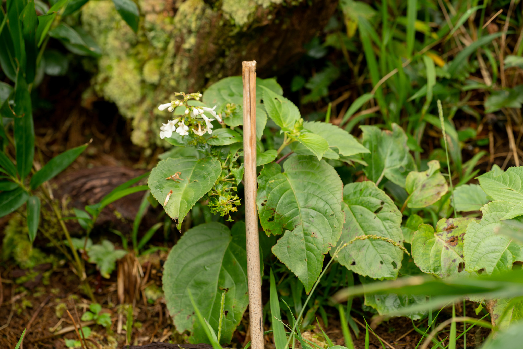 Phyllostegia glabra