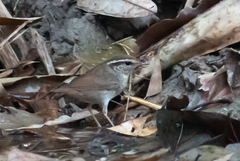 Urosphena squameiceps