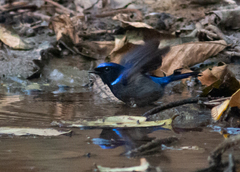 Niltava macgrigoriae