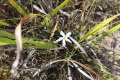 Wahlenbergia albens