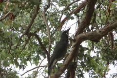 Strepera versicolor melanoptera