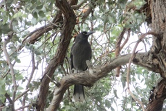 Strepera versicolor melanoptera