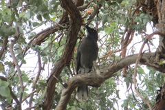Strepera versicolor melanoptera
