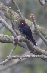 Chrysococcyx xanthorhynchus