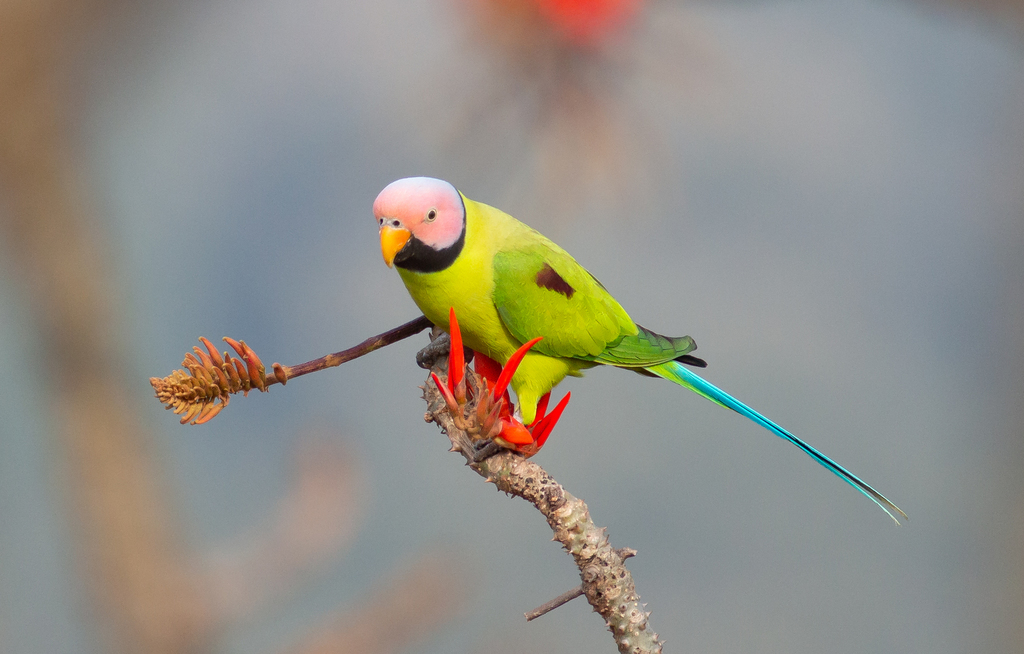 Blossom-Headed Parakeet