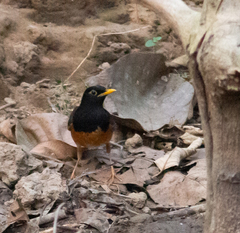 Turdus dissimilis