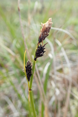 Carex soczavaeana