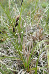 Carex soczavaeana