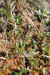 Carex soczavaeana