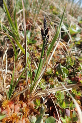 Carex soczavaeana