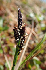 Carex soczavaeana