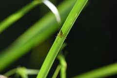 Oxyopes hotingchiehi