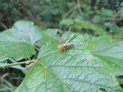 Oxyopes hotingchiehi