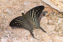 Marpesia egina