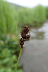 Carex lachenalii