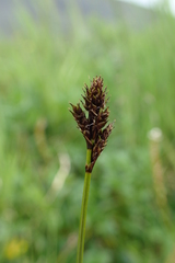 Carex lachenalii
